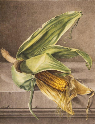 Corncob with Leaves, by Gerard van Spaendonck made 1799-1801