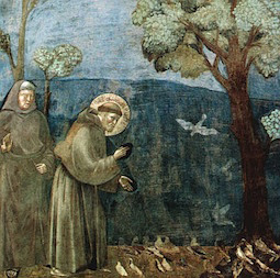 St Francis preaching to the birds - Giotto
