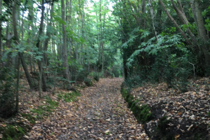 The Blean ancient woodland image JS