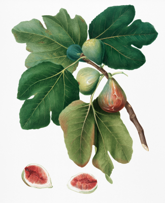 Common Fig, Giorgio Gallesio (1772-1839) © New York Public Library