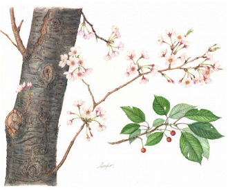 Prunus Yedoensis, Botanical art by Asako Kuwajima, 2016 © Society of Botanical Artists
