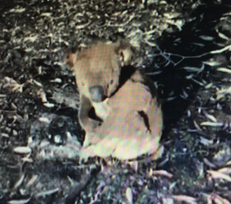 injured koala