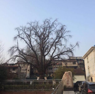 The ancient Gingko tree by Wuhan's No 5 Hospital