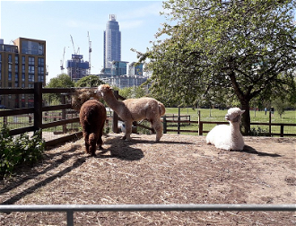 Vauxhall Farm Llamas