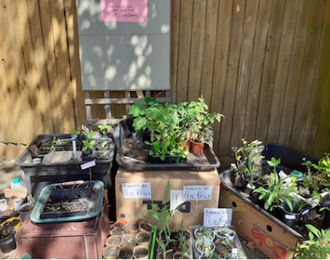 Plant Swap at St Edmunds, Godalming