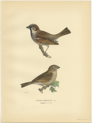 The House Sparrow, 'Passer Domesticus', by Magnus von Wright © Christian Art