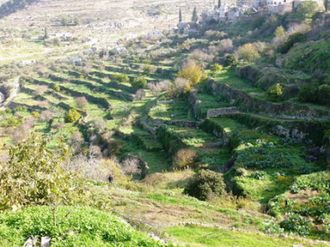 Palestine: Land of Olives and Vines - Cultural Landscape of Southern Jerusalem, Battir © Centre for Cultural Heritage Preservation