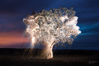 Illuminated Tree, Photograph by Victor Schietti  2016 © Schietti Photografia