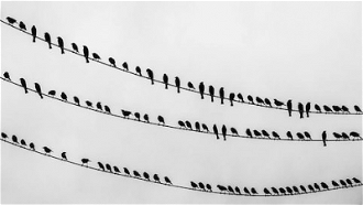 Birds on a wire - Wiki images - Tomascastelazo