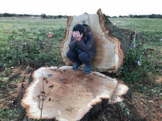 Hunningham Oak felled near Leamington