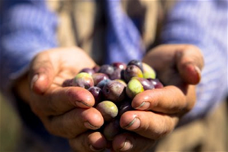 Ecumenical accompanier working in a West Bank olive harvest . Image: R Jonasson/WCC-EAPPI