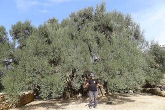 This massive olive tree outside Bethlehem is said to be one of the oldest in the world, dating back several thousand years. Abu-Issa stands in front. Photos: Annelies Wiebenga/WCC