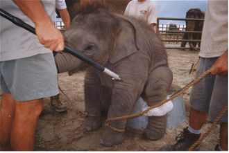 Baby Asian elephant being 'disciplined'