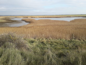 Farlington Marshes