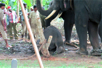Baby elephant being 'disciplined" by beating in front of its parent (pajan)