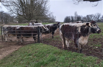 Longhorned cattle at Rousham,  Oxfordshire