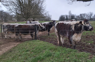 Longhorned cattle at Rousham, Oxfordshire