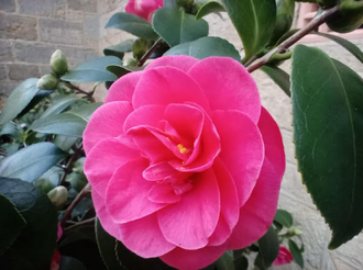 Photo of one of Chilworth's many Camellias by Fr John Seddon OSB