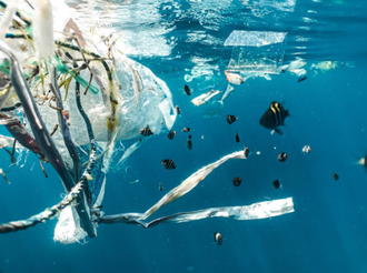 Tiny fish swimming in plastic polluted water.  Photo by Naja Bertolt Jensen on Unsplash