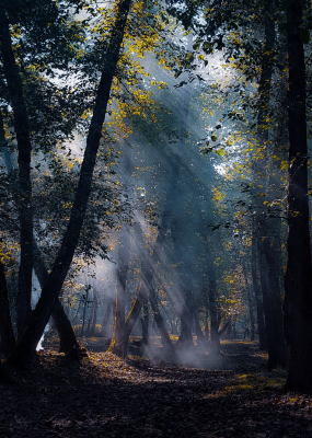 Mazandaran Province, Iran.  Photo by Amir Kalhor on Unsplash