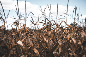 Photo by Keagan Henman on Unsplash