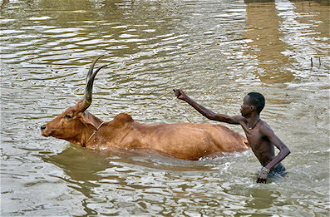 Man trying to his cattle herd from flood waters in Ayod, South Sudan, 1/09/2021 Photo: Paul Jeffrey/Life on Earth Pictures