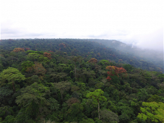 Atewa Forest - Image A Rocha