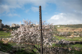 A fence closes off field in Tuqu, Palestine, March 2020. Photo: Albin Hillert/WCC