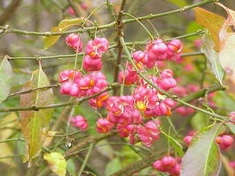 Euonymus europaeus Wiki Image by Kurt Stüber