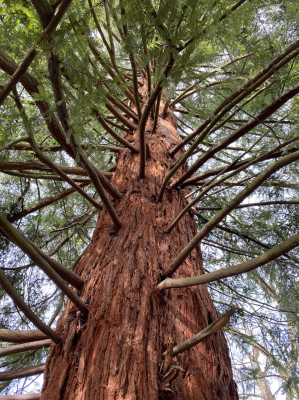 Giant Redwood Hampstead Heath.   Image: ICN/JS