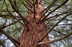 Giant Redwood Hampstead Heath.   Image: ICN/JS