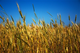 Ukrainian wheatfield  under blue sky - Photo by Ihor Oinua on Unsplash.  Russia is currently blocking the export of this year's harvest.