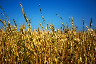 Ukrainian wheatfield  under blue sky - Photo by Ihor Oinua on Unsplash.  Russia is currently blocking the export of this year's harvest.