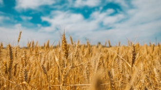 Wheat field in Ukraine. Photo by Polina Rytova on Unsplash