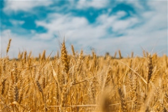 Wheat field in Ukraine. Photo by Polina Rytova on Unsplash