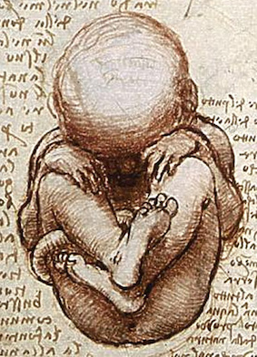 Views of a Foetus in the Womb, detail from drawing by Leonardo da Vinci - Wiki Image