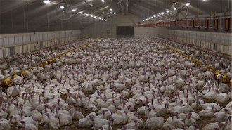 Turkeys packed into airless, overcrowded shed