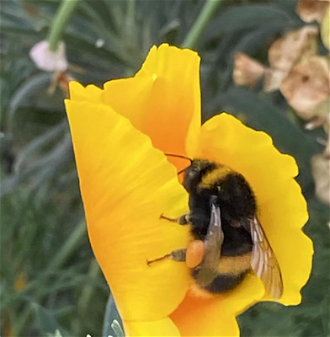 Bee on yellow poppy, St Thomas' Hospital garden, London 2022. Image ICN/JS