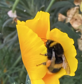 saint abigail of beekeeping