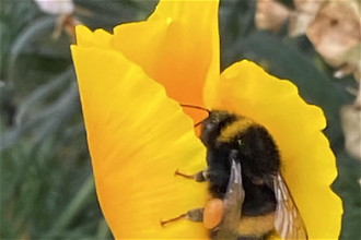 Bee on yellow poppy, St Thomas' Hospital garden, London 2022. Image ICN/JS
