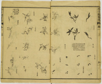 Teaching how to draw leaves, from the Mustard Seed Garden Manual of Painting, from teaching materials of Chinese painter Li Liufang, reprinted 1888 © Lisa Sainsbury Library