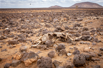 Empty livestock pens, livestock and camel carcasses caused by drought. Date: May 2022.