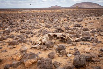 Empty livestock pens, livestock and camel carcasses caused by drought. Date: May 2022.