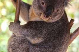 Koalas are being badly impacted by climate change. Photo by Anthony Rae on Unsplash