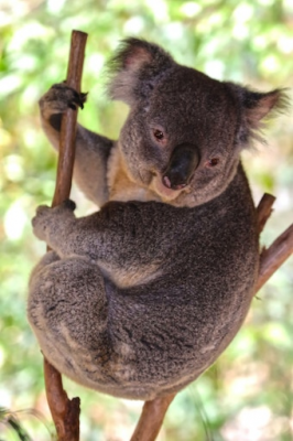 Koalas are being badly impacted by climate change. Photo by Anthony Rae on Unsplash