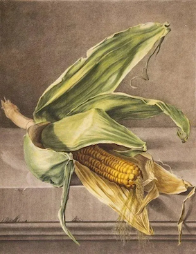 Corncob with Leaves (detail from Mais, Blé de Turquie, from Fleurs Dessinees d'apres Nature),  Print after Gerard van Spaendonck. 1799-1801,  Book of engraving published in 1800