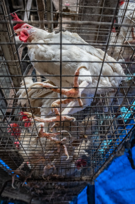 Battery chickens. Photo by Jo-Ann MacArthur on Unsplash