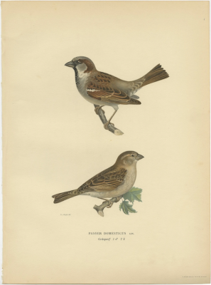 The House Sparrow, 'Passer Domesticus', by Magnus von Wright. 1927 © Christian Art