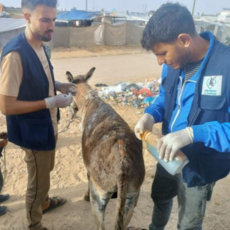 Credit: Safe Haven 4 Donkeys