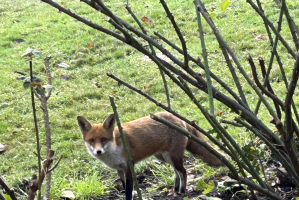 London fox. Image ICN/JS